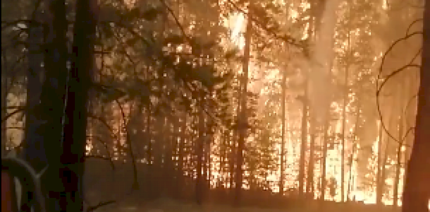 Серьезный лесной пожар разгорелся в Алтайском крае