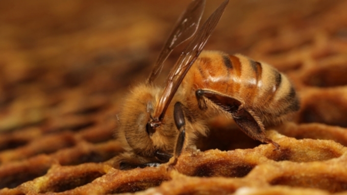 Установлены виновники массовой гибели пчел в Алтайском крае