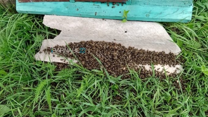 Массовую гибель пчел зафиксировали в двух районах Алтайского края