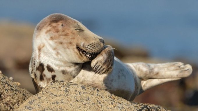 Хихикающий тюлень и сонная сова: самые смешные фотографии дикой природы 2021 года