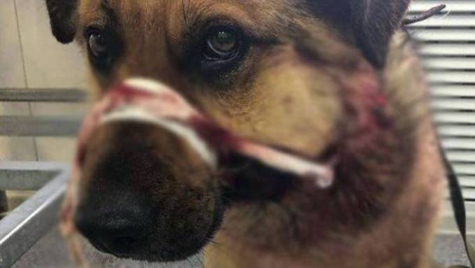 Россиянин 15 раз выстрелил в сидевшего на цепи пса