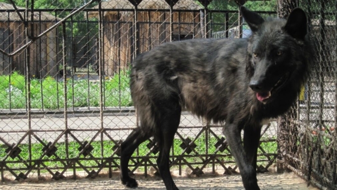 Волк защищал жилище: директор Барнаульского зоопарка о нападении на ребенка