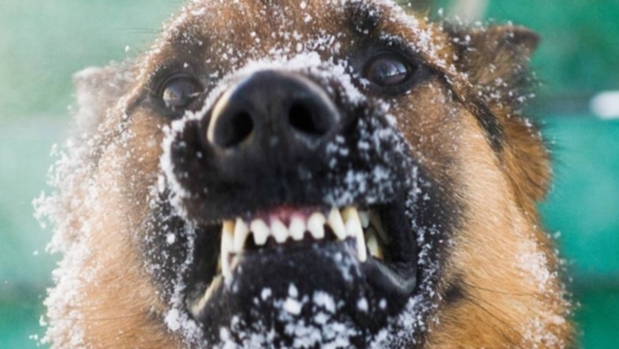 Стая собак загрызла женщину в Красноярске