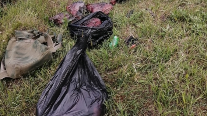 Трое браконьеров застрелили сибирскую косулю и её детёнышей в Алтайском крае