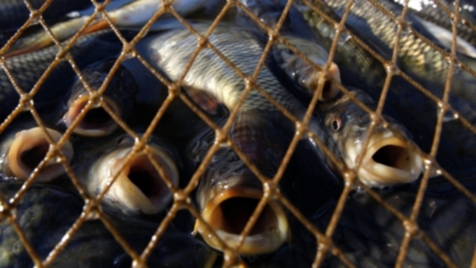 Двоим барнаульцам грозит пять лет колонии за ловлю рыбы сетями