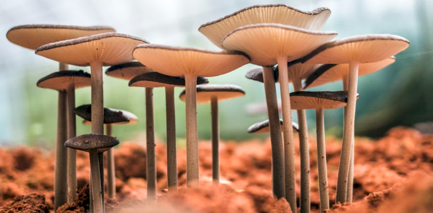 Трое детей отравились грибами в Алтайском крае