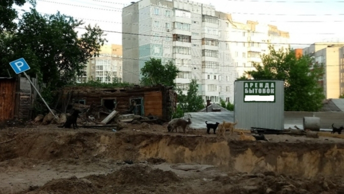 Барнаульцы пожаловались на крупную стаю бездомных собак