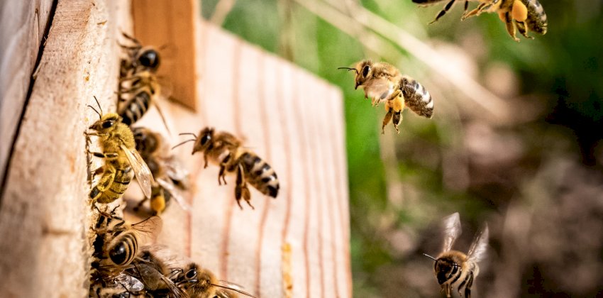 Пчёлы стали массово гибнуть ещё в одном алтайском селе