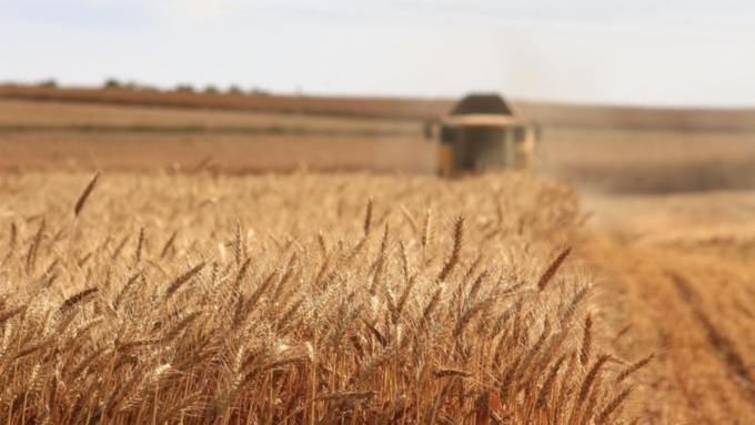 В Алтайском крае собрали 4,2 млн тонн зерна