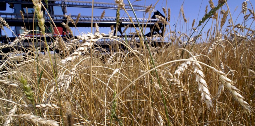 Почему из-за новой «благой» инициативы государства алтайские крестьяне ждут роста цен и сокращения посевов