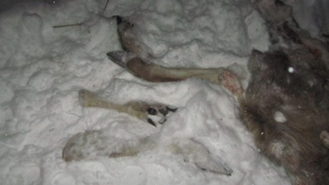 Алтайская полиция задержала браконьеров, которые убили лосиху 
