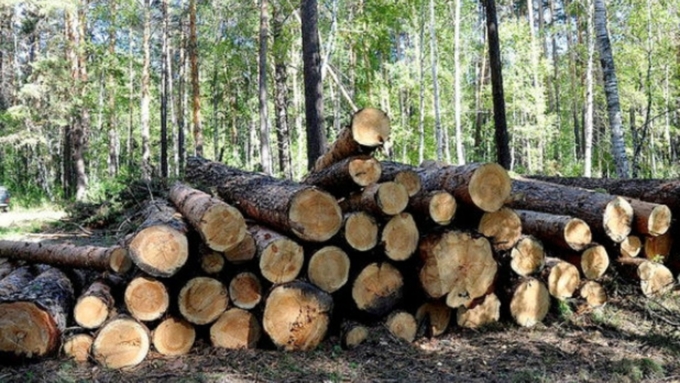 Лес раздора: экологи Алтая добились изменения лесохозяйственных регламентов