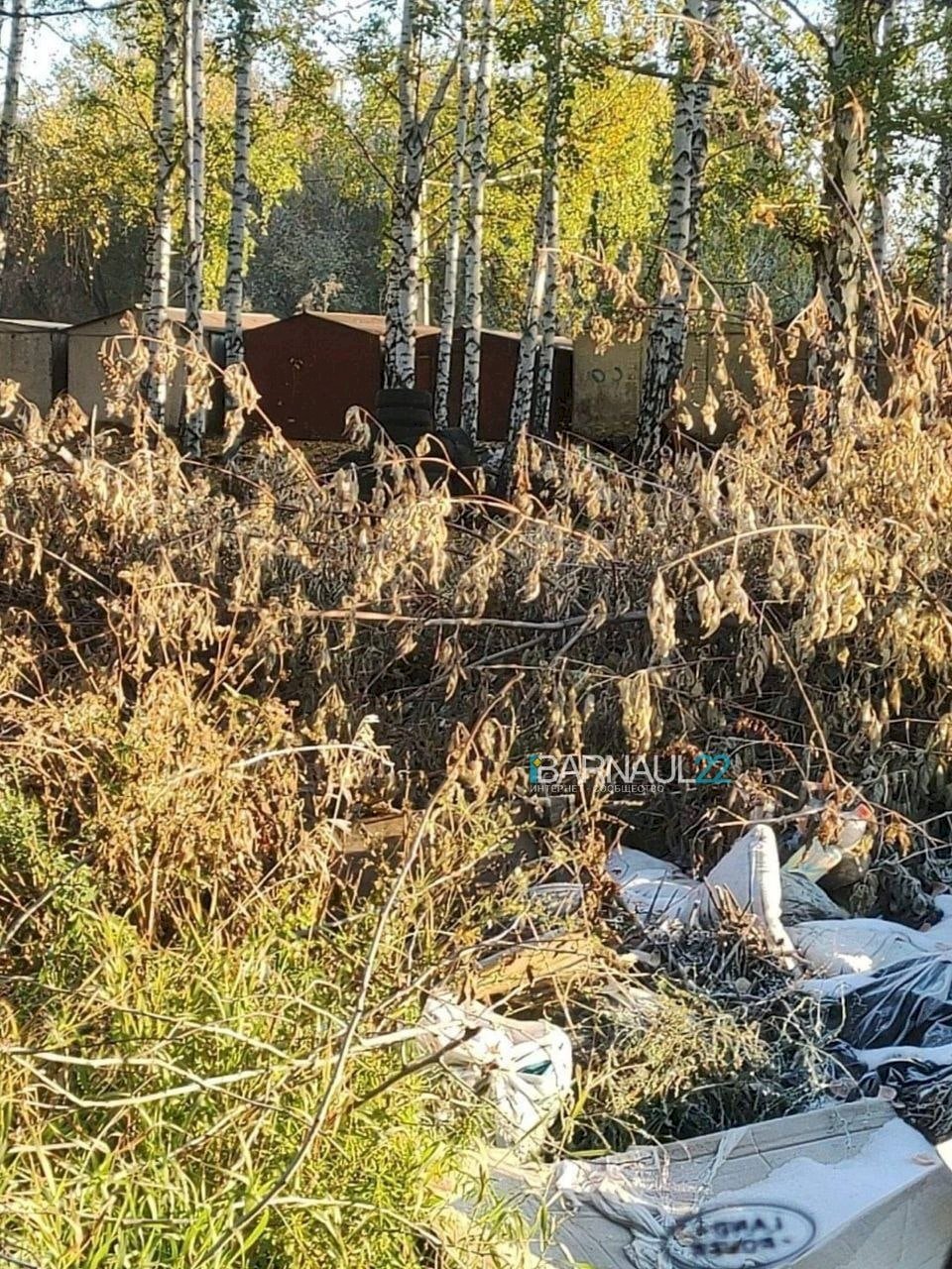  Барнаульцы пожаловались на «кладбища» спиленных деревьев, которые разбросаны по городу 