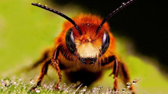 Власти Алтайского края рассказали, как не допустить прошлогодней массовой гибели пчел