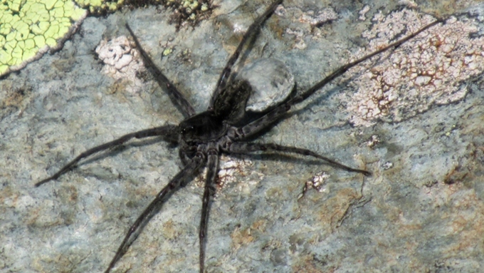 Неизвестный вид паука-волка обнаружили на Алтае