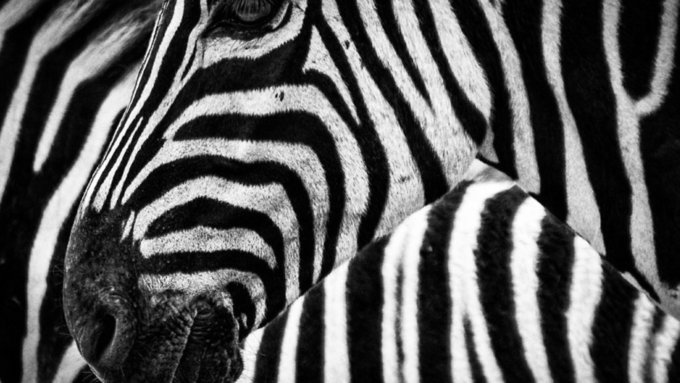 Зебра поселится в барнаульском зоопарке