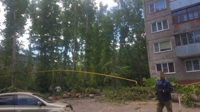 Что-то пошло не так. Спиленное дерево упало на газовую трубу в Барнауле