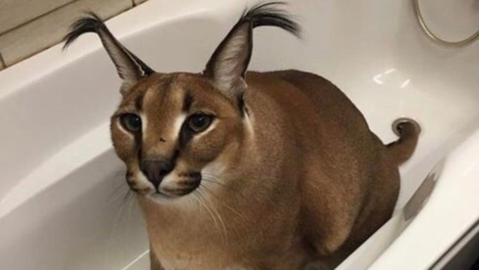 Знакомьтесь, Шлепа, большой русский кот: как домашний каракал покорил соцсети