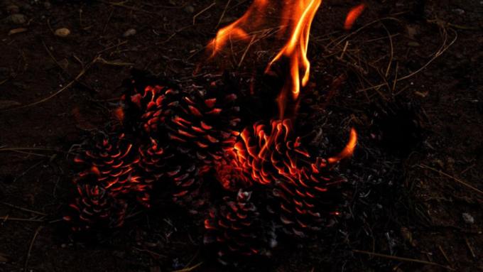 Сборщик шишек на Алтае случайно сжег полтора гектара кедрового леса