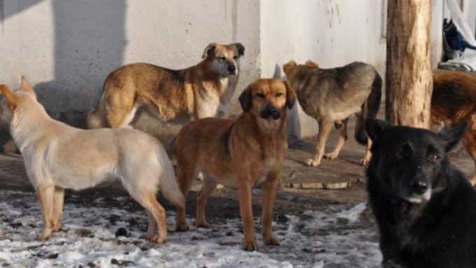 Свора собак загрызла второго человека в Красноярске