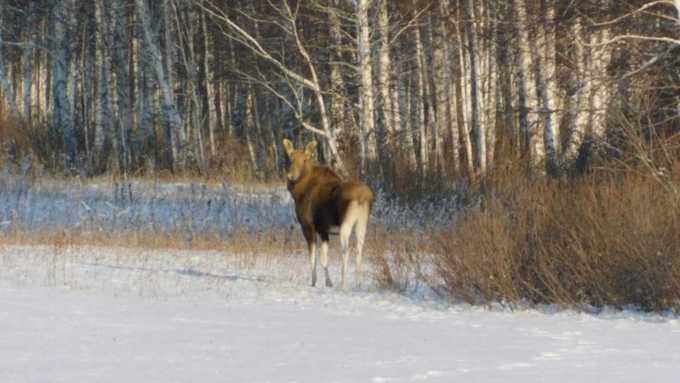 Егеря подкармливают животных в лесах Алтайского края