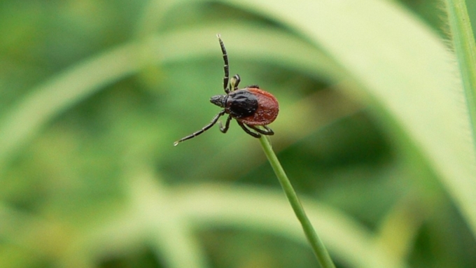 Где живут клещи и как они нападают на людей