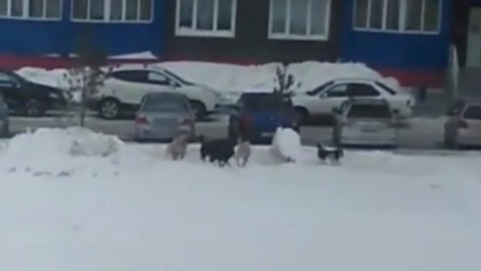 Бездомные собаки держат в страхе жителей микрорайона в Барнауле