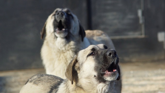 Собака бывает кусачей. Алтайские зоозащитники о том, как бороться с бродячими псами