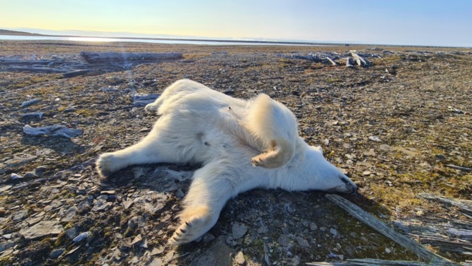 Экологическая катастрофа. Алтайский фотограф съездил в Арктику и наткнулся на трупы зверей