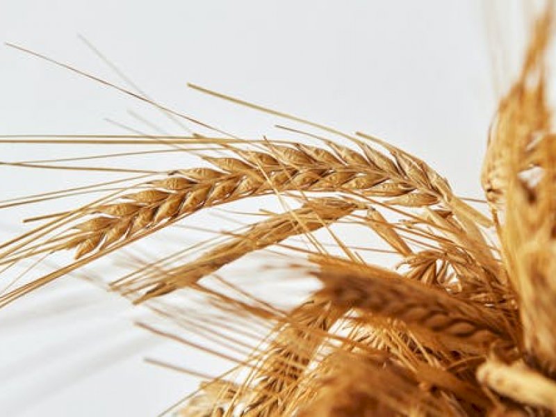 Алтайский край оказался в лидерах по сбору пшеницы среди регионов России