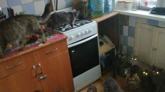 Соседи пожаловались на бийчанку, которая держит в квартире 26 котов