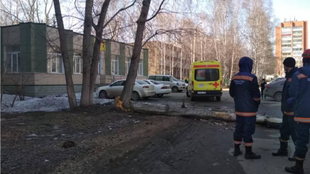 Барнаульский чиновник избежал увольнения после гибели человека под рухнувшим деревом