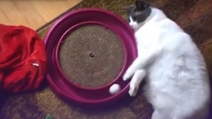 Толстый кот-меланхолик с шариком стал звездой Интернета