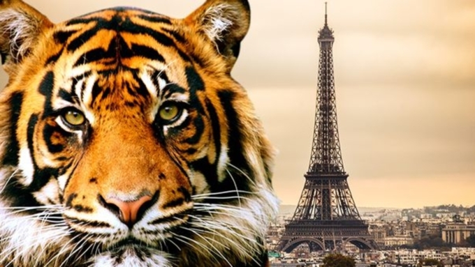Сбежавшего из цирка тигра застрелили в Париже