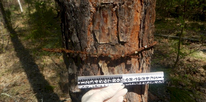 Житель Алтайского края незаконно спилил почти 40 сосен