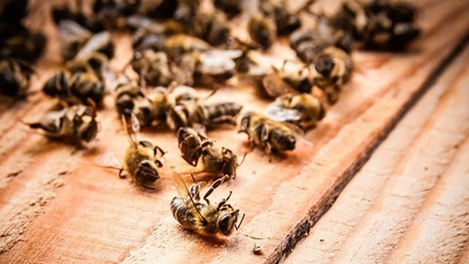 Минсельхоз отреагировал на массовую гибель пчел в регионах