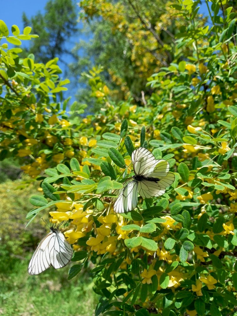 Бабочки боярышницы в Алтайском заповеднике, 29 мая 2022 года. Фото Лии Светлояр