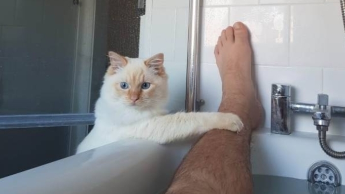 Коты, которые очень переживают за хозяев в ванне