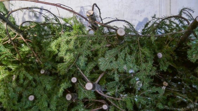 Откуда берутся новогодние елки на Алтае и как их спасают от 