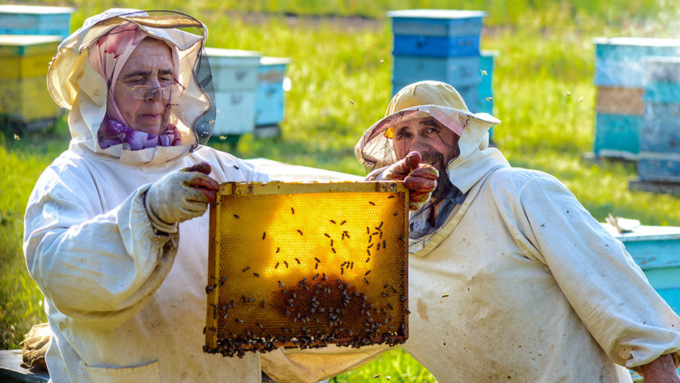 На Алтае создадут электронный сервис для пчеловодов, который поможет защитить пасеки