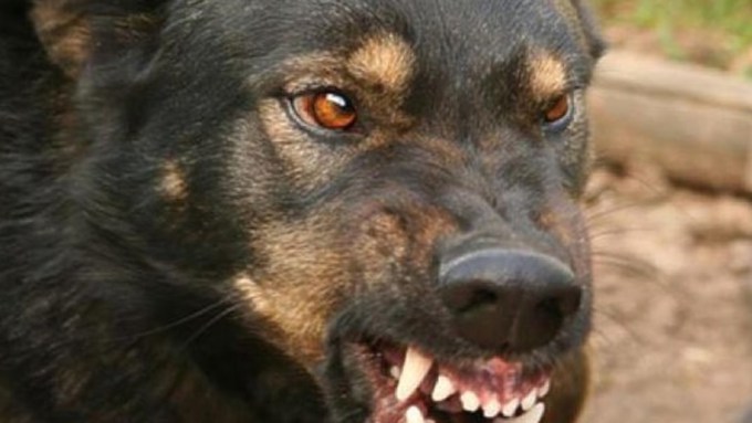 Кто занимается отловом бродячих собак в Барнауле и что с ними потом делают
