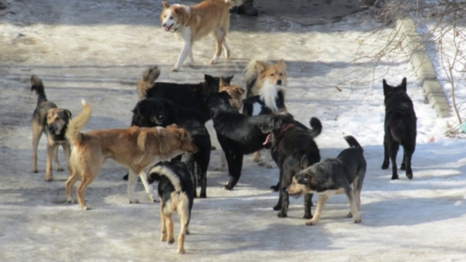 Стаи бродячих собак держат в страхе жителей Камня-на-Оби