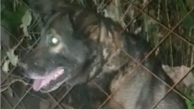 В Барнауле спасатели помогли застрявшему в заборе псу
