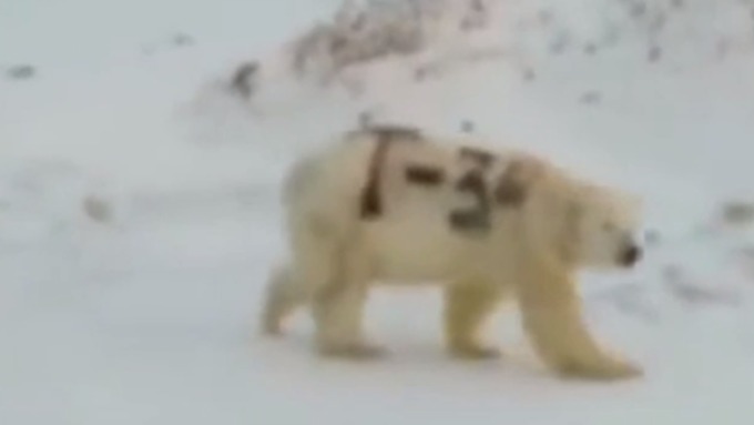 Медведь идет как танк  Фото кадр из видео