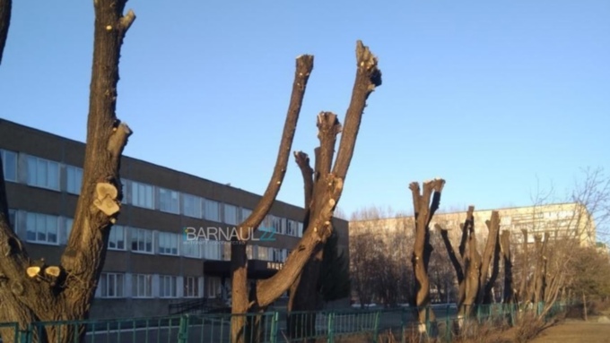Санитарная обрезка деревьев в Барнауле вызвала ожесточённые споры