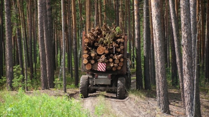 Минприроды знает, как спасти алтайский лес от вырубки