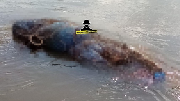 Тело в сетке-рабице нашли в алтайской реке