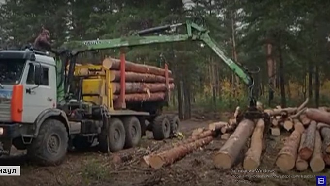 Из барнаульского бора грузовиками вывозят древесину, несмотря на протесты жителей