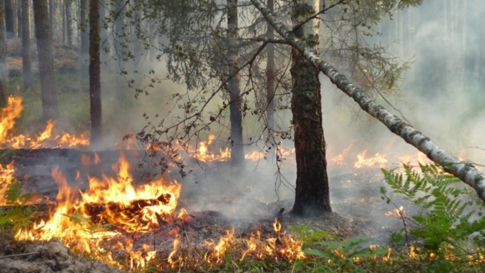 Пожароопасный сезон начался в Алтайском крае 