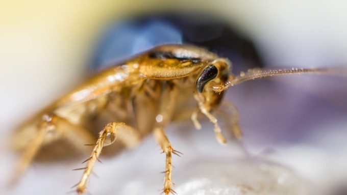 Что делать, если соседи развели тараканов и не хотят их травить?
